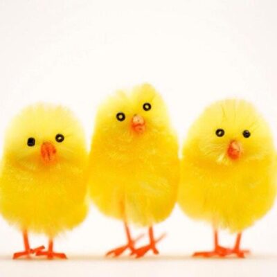 Pollets mona pasqua 50 un 3 cm